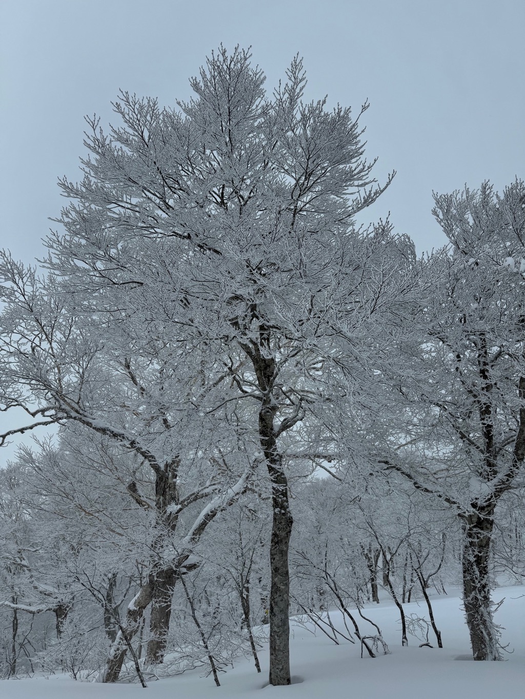 野沢温泉スキー場