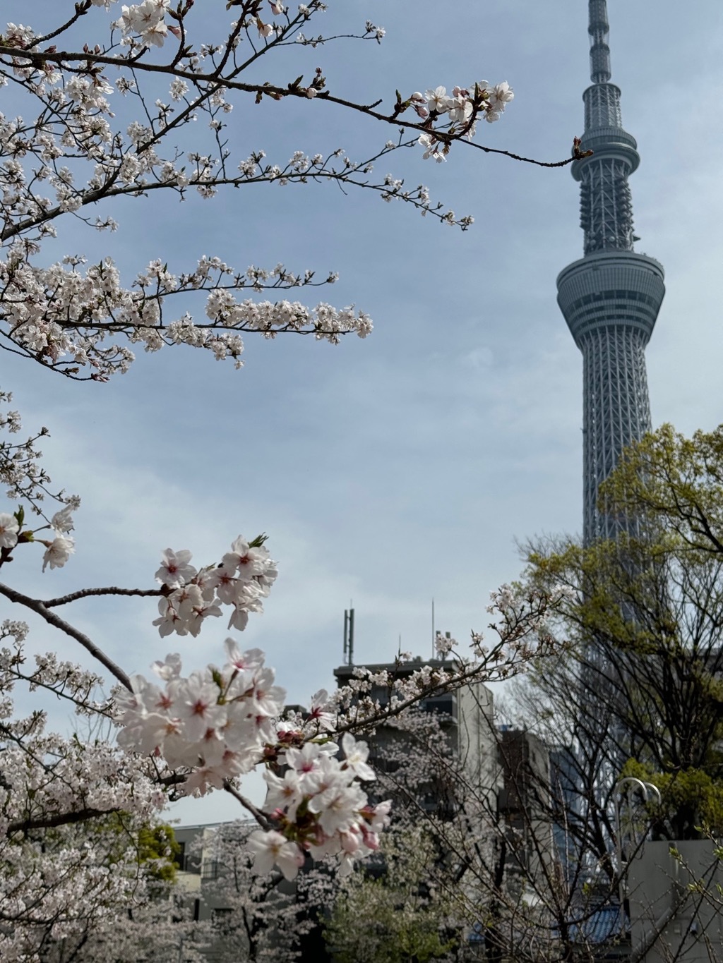 スカイツリーと桜