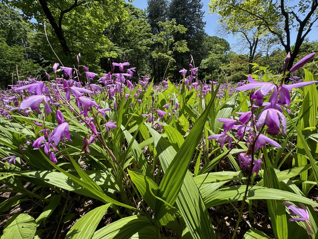 神代植物公園